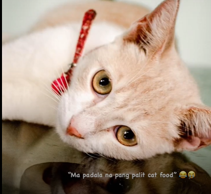 Rose✨🌸 tweet media