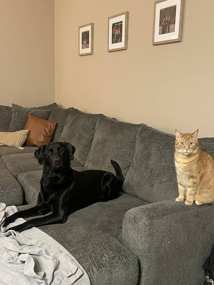 MHatemCollins's tweet photo. @morris_atc Duncan Louise (dog): Louise from Bobs Burgers
Dinah Marie (cat): Dinah from Alice in wonderland and Marie from the Aristocats https://t.co/zGqCxPxeu7