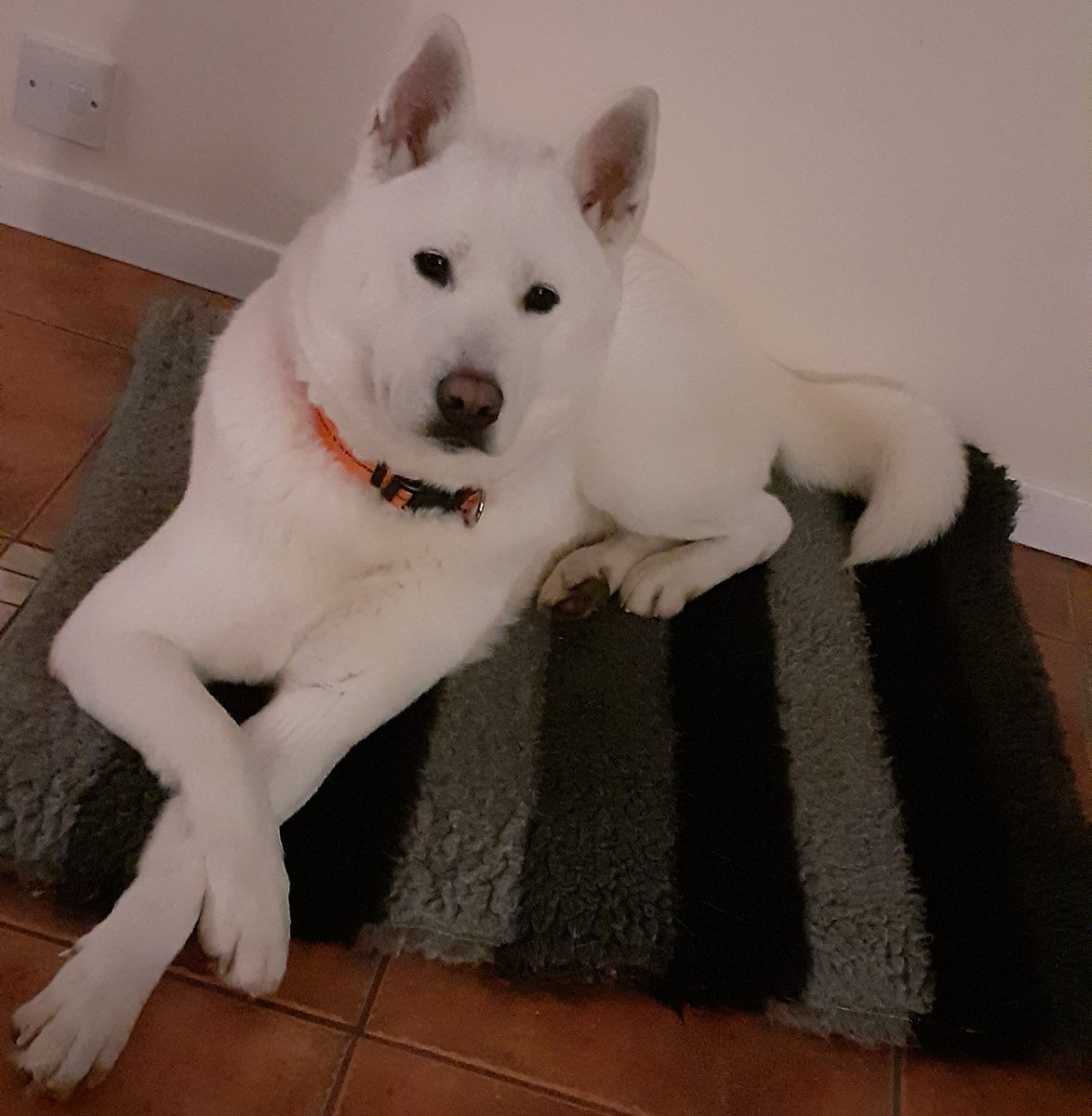 sweetexotics's tweet image. Our new pup Leah 🐾🤍