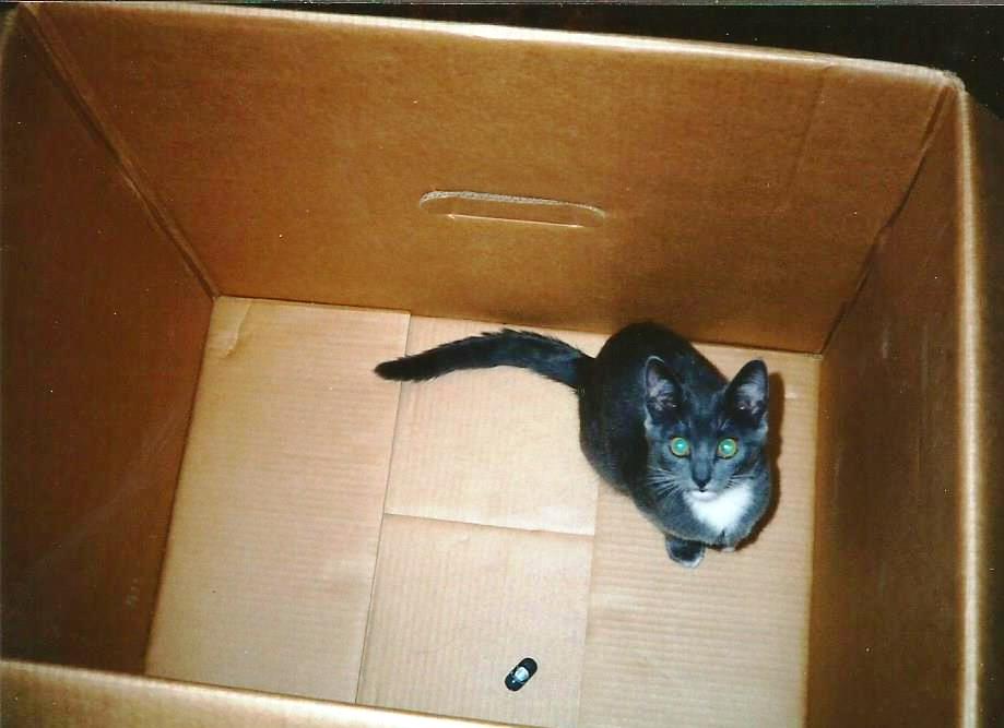 SusieQ6shooter's tweet photo. #CatBoxSunday #Grayce #missher https://t.co/eu4IRKbSUI