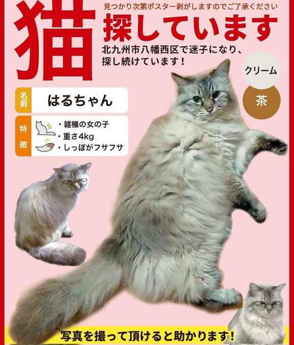 猫』の評価や評判、感想など、みんなの反応を1時間ごとにまとめて紹介 ...