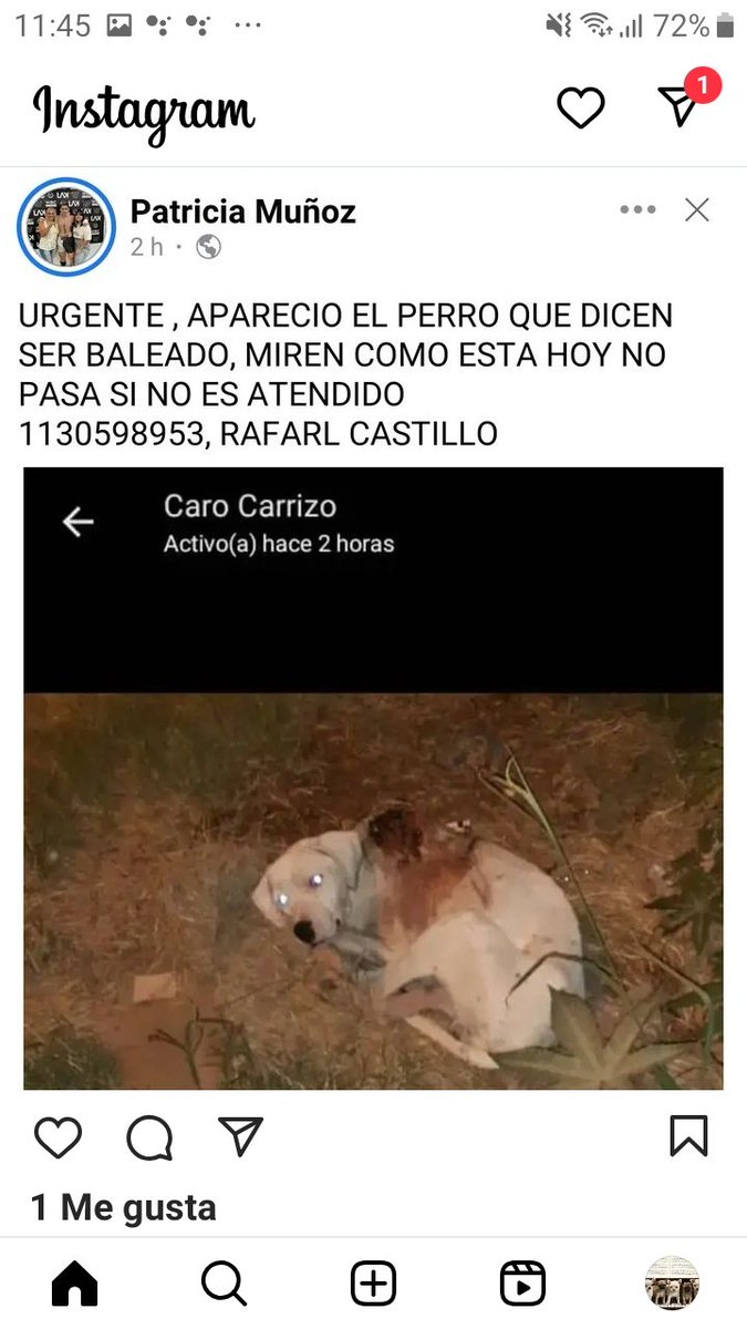 #RafaelCastillo 🙏🙏🙏👇🆘️ AYUDA PARA ESTE PERRITO APARENTEMENTE BALEADO‼‼ Urgente necesita atención veterinaria 🙏🙏
📲1130598953