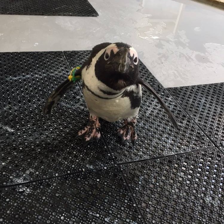 The Toronto Zoo tweet media