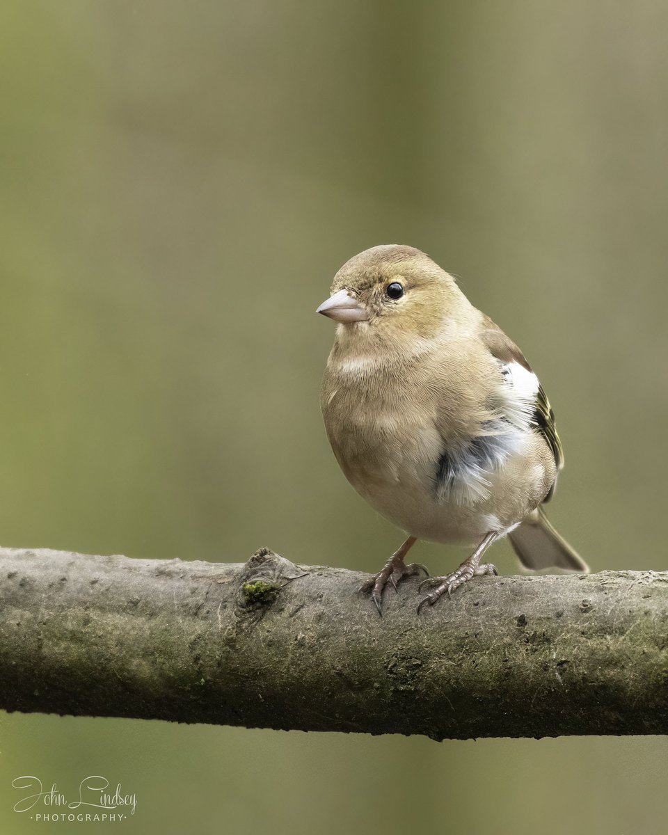 JLPhotos83's tweet image. Happy #Sunday afternoon #followers  &amp;amp; the #TwitterNatureCommunity. I’ve had such an #awesome shoot in morning. Here is a #windswept female #chaffinch.  #BBCWildlifePOTD #BBCCountryfileMagPOTD #wildlife #appicoftheweek @UKNikon @WildlifeMag @BBCCountryfile @Natures_Voice @_BTO
