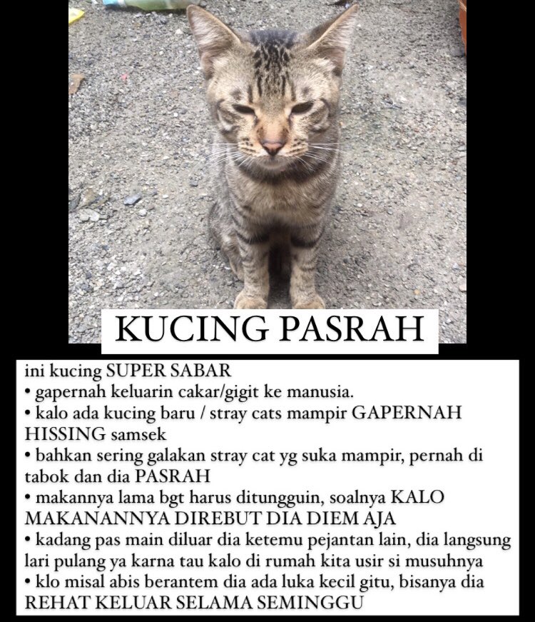 KochengFess v2 tweet media