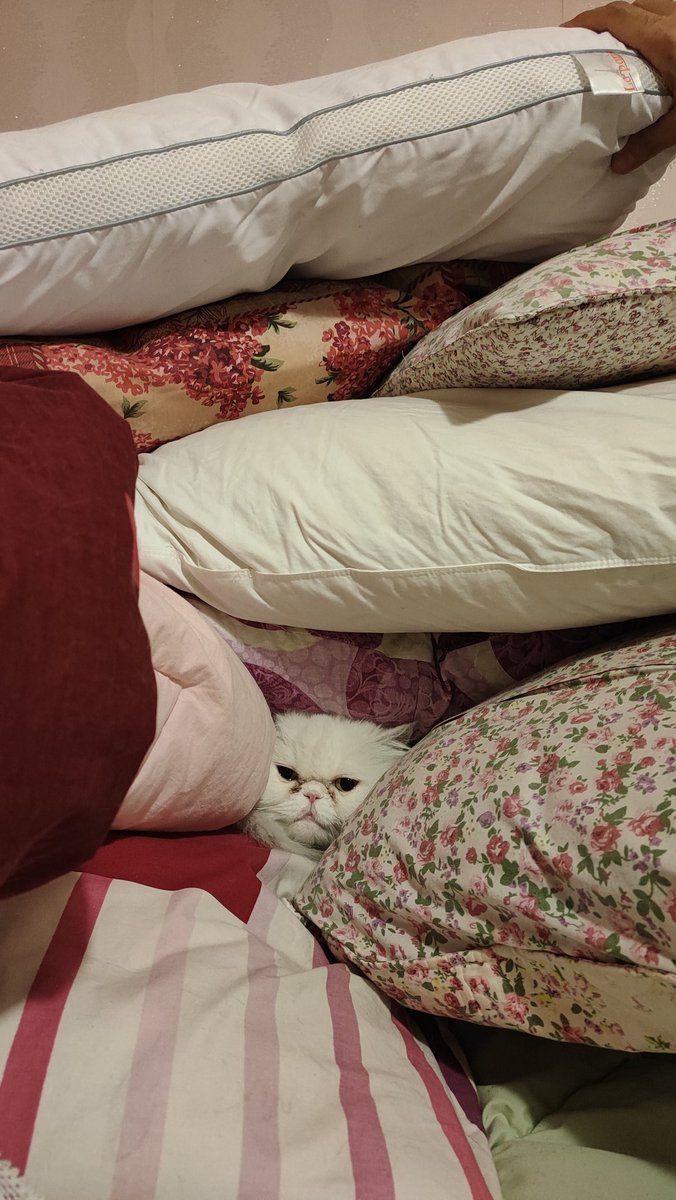 یه نفر دیگه هم از خونه‌تکونی خوشش اومده انگار. 😁