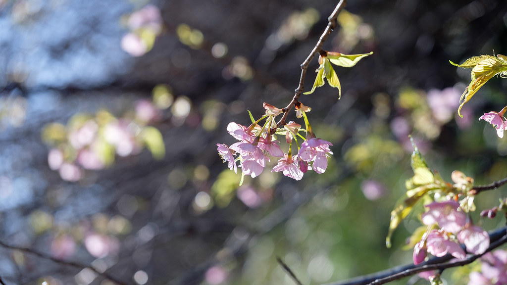From:buff.ly/3YrSrTY 202303_30_2560 by noriko_v Tags:flower, springblooming, nature, tree, spring, winter, sakura