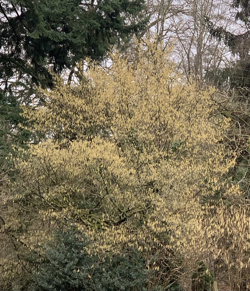 Catkins from hazel tree are one of the first signs of spring. Don’t miss it. #deanwye #forestofdean #holidays