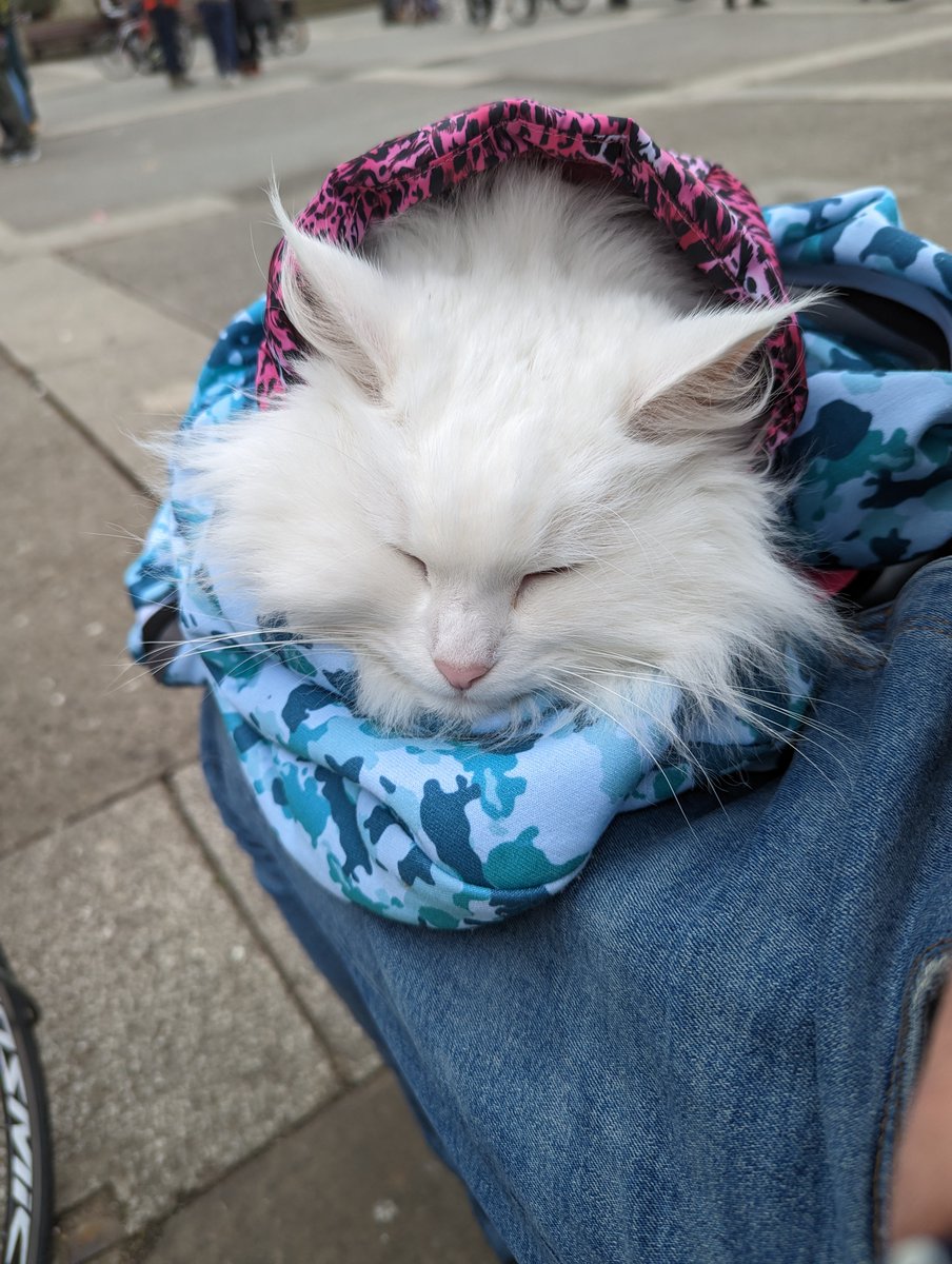 I'll have a video for the ride later, but I want to give a big shout out to the ride marshalls today. Some very hairy intersections and unruly drivers, and you all did a fantastic job.

In other news, Sigi was a very sleepy girl today.

@London_Cycling #womensfreedomride