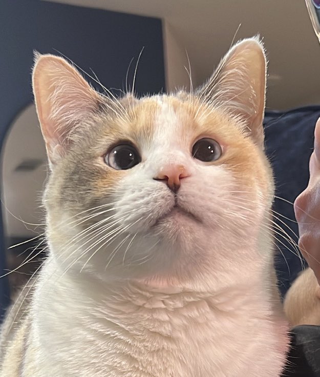 jay as cats ᗢ tweet media