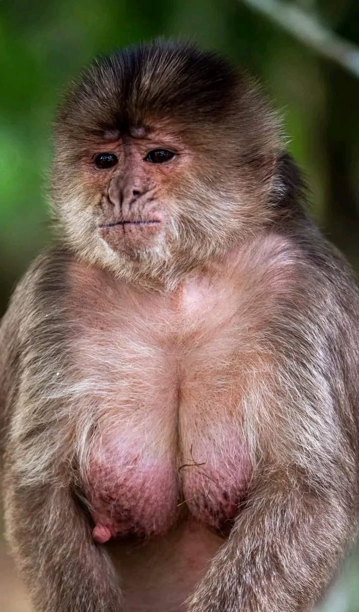 InformaCosmos's tweet photo. Mono capuchino del amazonas. 

Esta hembra de capuchino esta en periodo de lactancia es por eso del incremento de sus glándulas mamarias. Se encuentra en el centro y sudoeste de la Amazonía. 

📸: Franco Requena. https://t.co/nxugQv0xFL