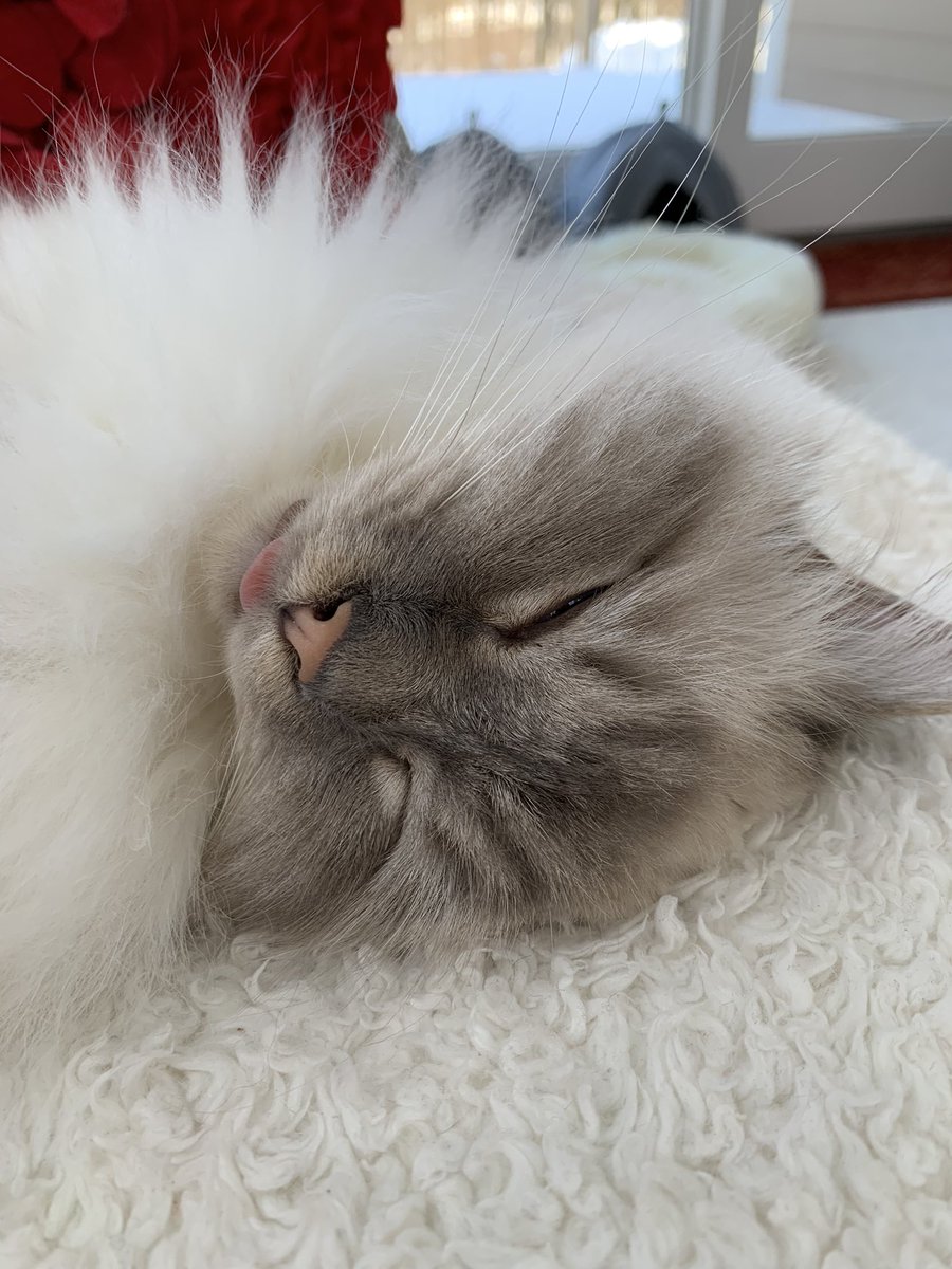 ElizGriff2016's tweet photo. It’s been a tough week….
♥️😘Ari😘♥️ #catblanketsunday
#Cats #CatsofTwittter https://t.co/Cbs3Qn9R8B