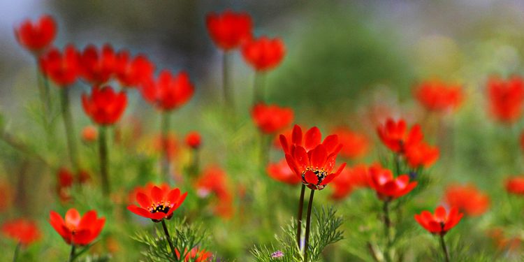 Fotoğrafta alan derinliği -aslında- kompozisyonun önemli ögelerinden biridir. Burada ayrı olarak ele almamızın sebebi ise daha ayrıntılı olarak anlatabilmek ve önemine vurgu yapabilmek.

➡️technotoday.com.tr/doga-fotografc…