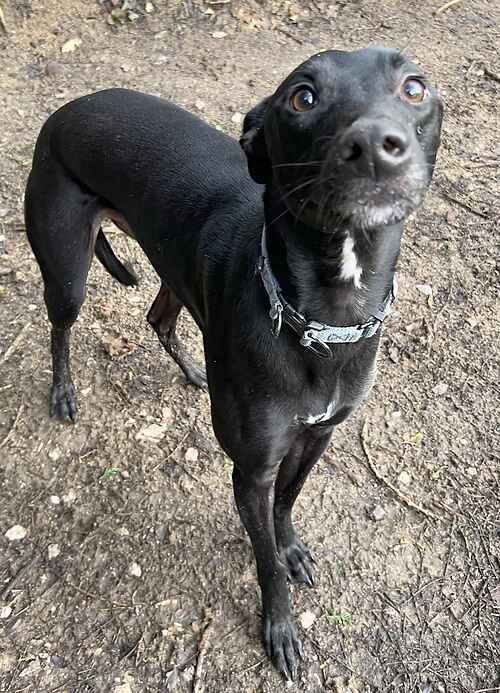 Please retweet to help Charlie find a home #KENT #UK 

Aged 18 months, affectionate Lurcher Cross.
He can live with older teens and he gets on with other dogs ✅

DETAILS OR APPLY👇
lastchanceanimalrescue.co.uk/kennel/dog.php
☎️01732 865530

#dogs #Lurchers #pets #AdoptDontShop  #RescueDogs