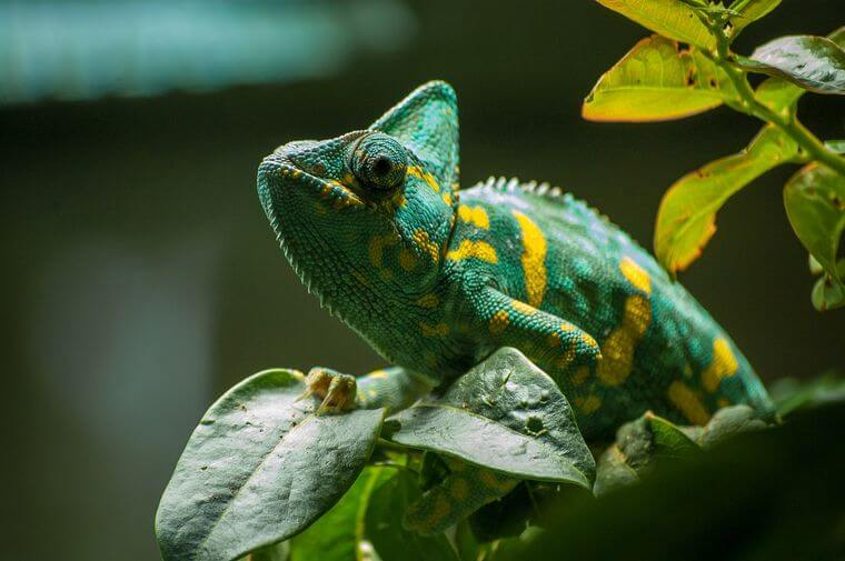GreenCamaleon's tweet photo. #camaleon #Madagascar #Naturaleza #animales https://t.co/69ImY7CBJ2
