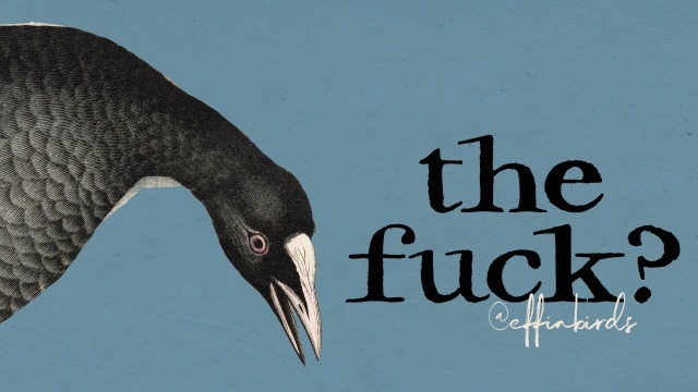 Effin' Birds (@effinbirds) on Twitter photo 