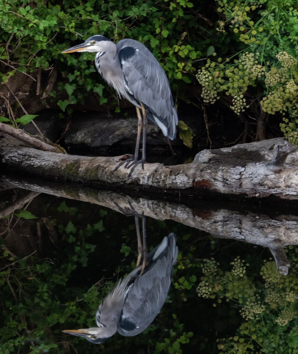 Heron reflections #canonphotography #canon7dmarkii #Jessopsmoment #WexMondays #TwitterNatureCommunity #TwitterNaturePhotography #ThePhotoHour @CanonUKandIE @CanonUSAimaging