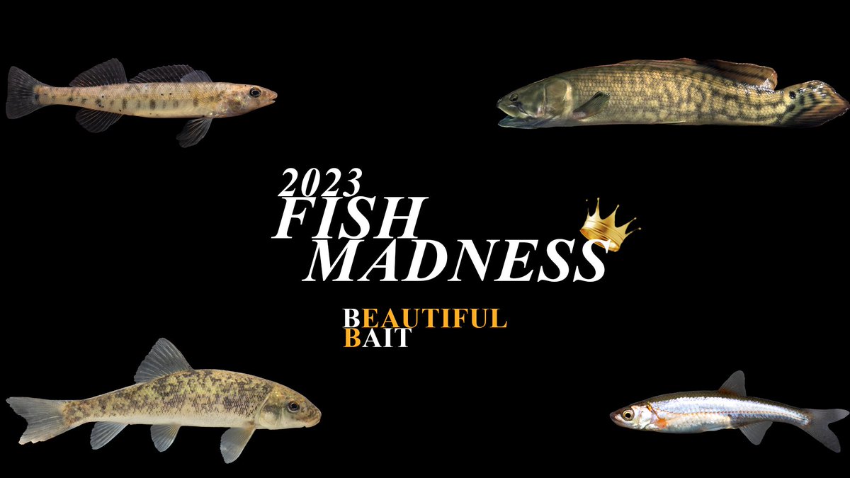 PD_31's tweet photo. Fish Madness is back for Year 2! Will the Bowfin win back-to-back? Or is there a Cinderella underdog waiting for the crown? Only you can decide the outcomes! Stay tuned! #beautifulbait #fish #nativefish #fishmadness #bracketchallenge #marchmadness https://t.co/VT5sMvkACc