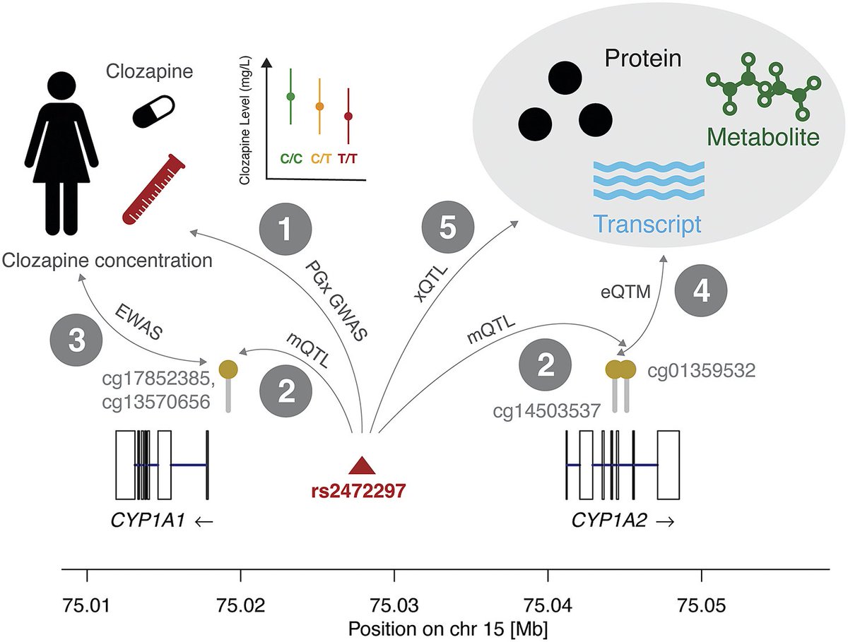 Confused about the notion of pharmacoepigenetics? Check out this review doi.org/10.1017/pcm.20… and learn how omics integration could pave the future! Very grateful to Delaney Smith and @Rbaltman for this amazing collaboration opportunity!
#pharmacogenetics #epigenetics