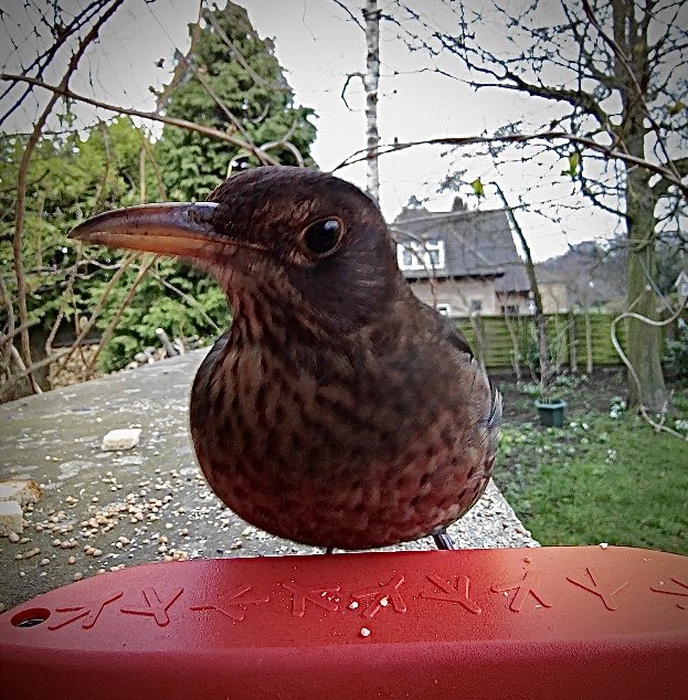 hazelmjones's tweet photo. My latest visitor https://t.co/YcypXWta3u