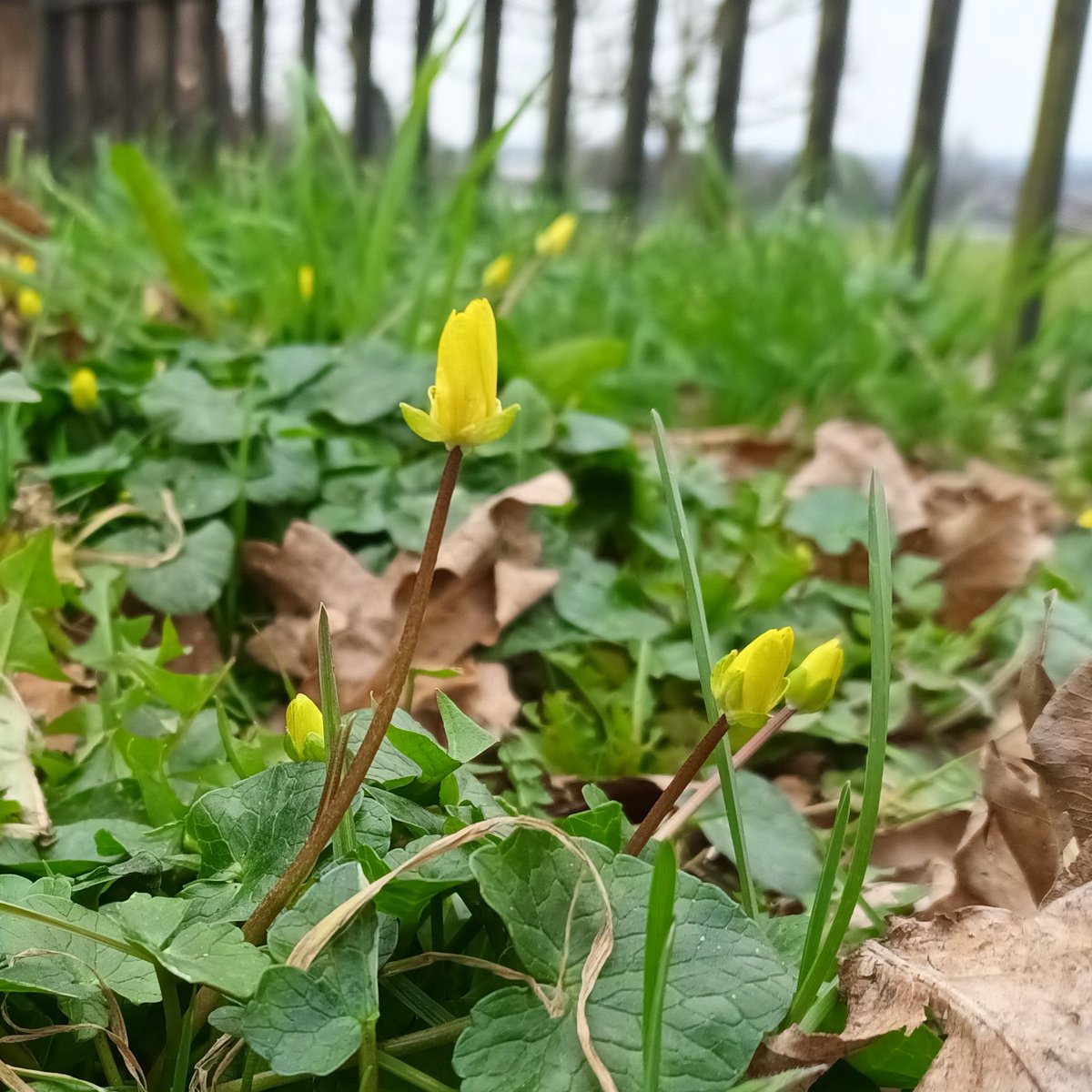 WildflowerUrban's tweet photo. It's a bit chilly today so the flowers were shut but the Lesser Celandine are beginning to appear
#lessercelandine #wildflowerhour https://t.co/USG08xRgiK