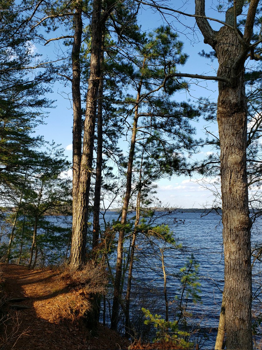 AcyRunway13's tweet image. Exploring some trails this afternoon around Union Lake, Millville NJ 📷🌲🌿😊 
#nature #Sunday #TrailWalk 
#NaturePhotography