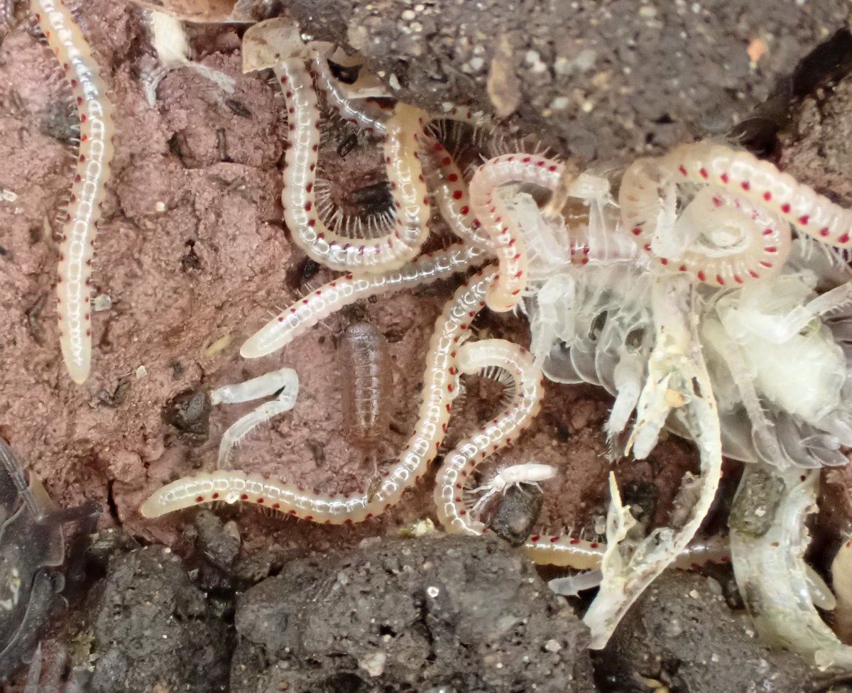 Jane Thomas tweet media