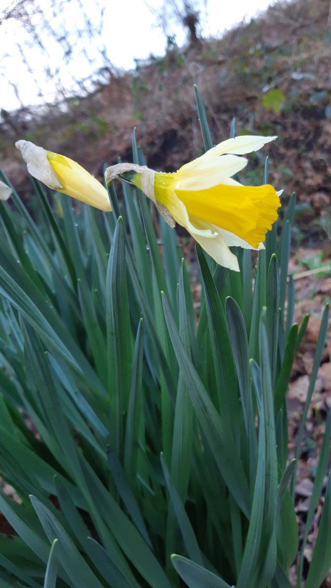 GatherOnlySeeds's tweet photo. #NativeorNaturalised #YellowFlowers for #wildflowerhour
co-existing in local pasture without any sign of interbreeding.
Could the single - narrow twisted petals, slender trumpet - be #N_pseudonarcissus ? Thoughts, please. #flowerID https://t.co/5q7CgHNizj