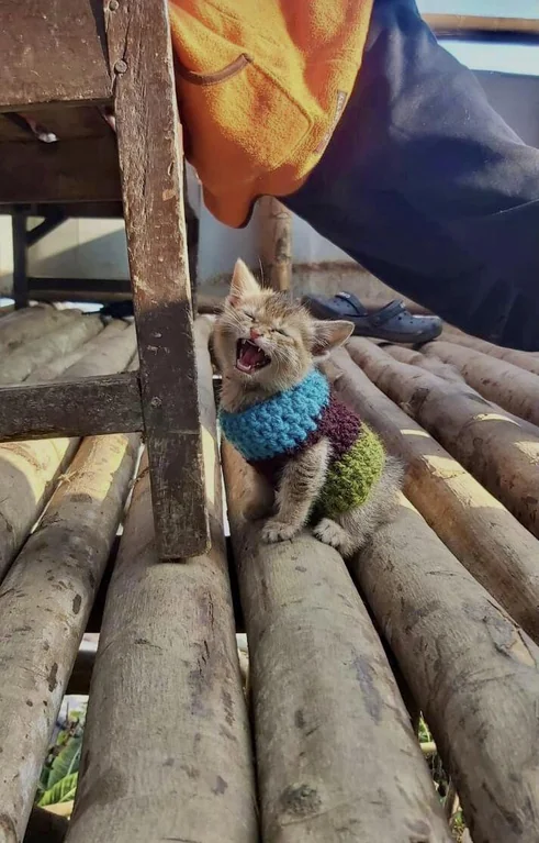 DontShowYourCat's tweet photo. he knit it with his own paws https://t.co/27VN4LURAC