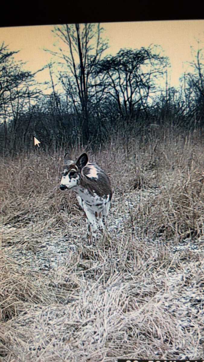 Last trail cam check found this neat looking guy