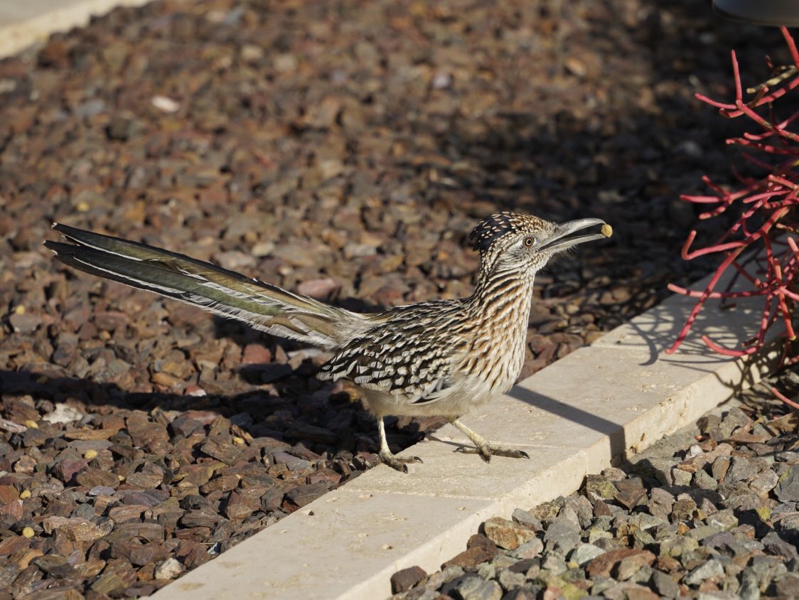 milkjugalien's tweet photo. Good morning from Jett the roadrunner and Woody the woodpecker having brunch in #birdyard! #birdphotography https://t.co/EEEMCasKyP