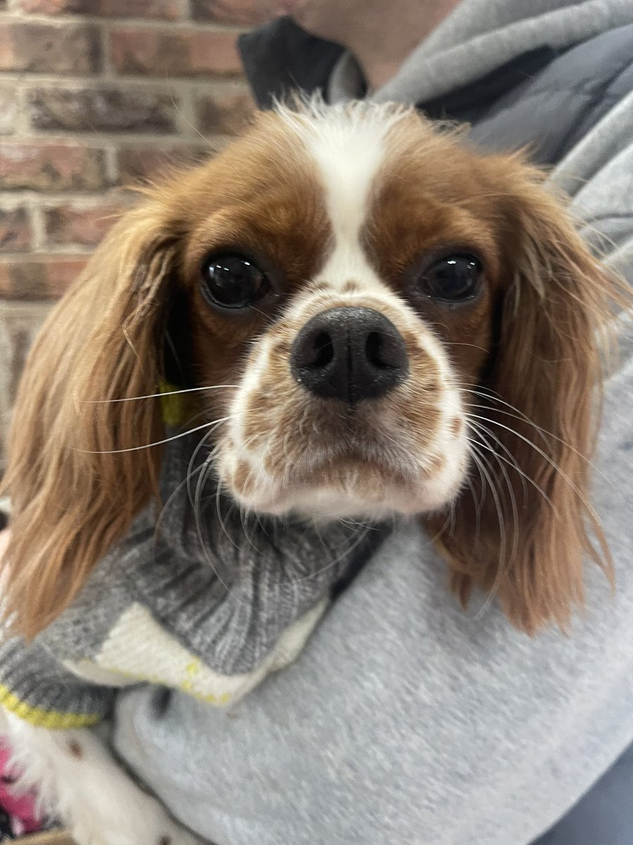 Gorgeous boy Spot is looking for his forever home 🥰 

blisscavalierrescue.org/dog/spot-avail…

#cavalierkingcharles #cavpack