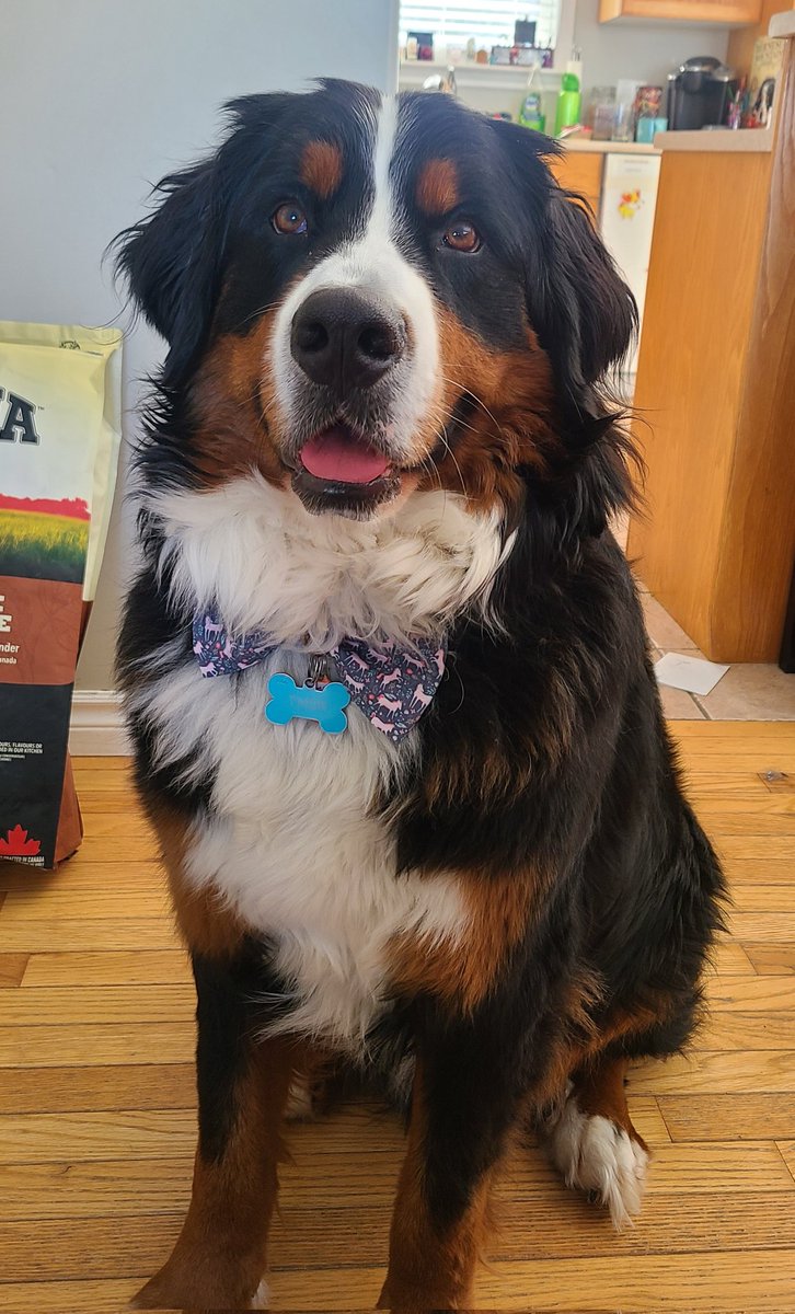 LetsGoThor's tweet photo. Hello frens!! Dad changed my bow tie today!! Thanks @Puppyriotdesign!! 🐾 https://t.co/to5eB00BfS