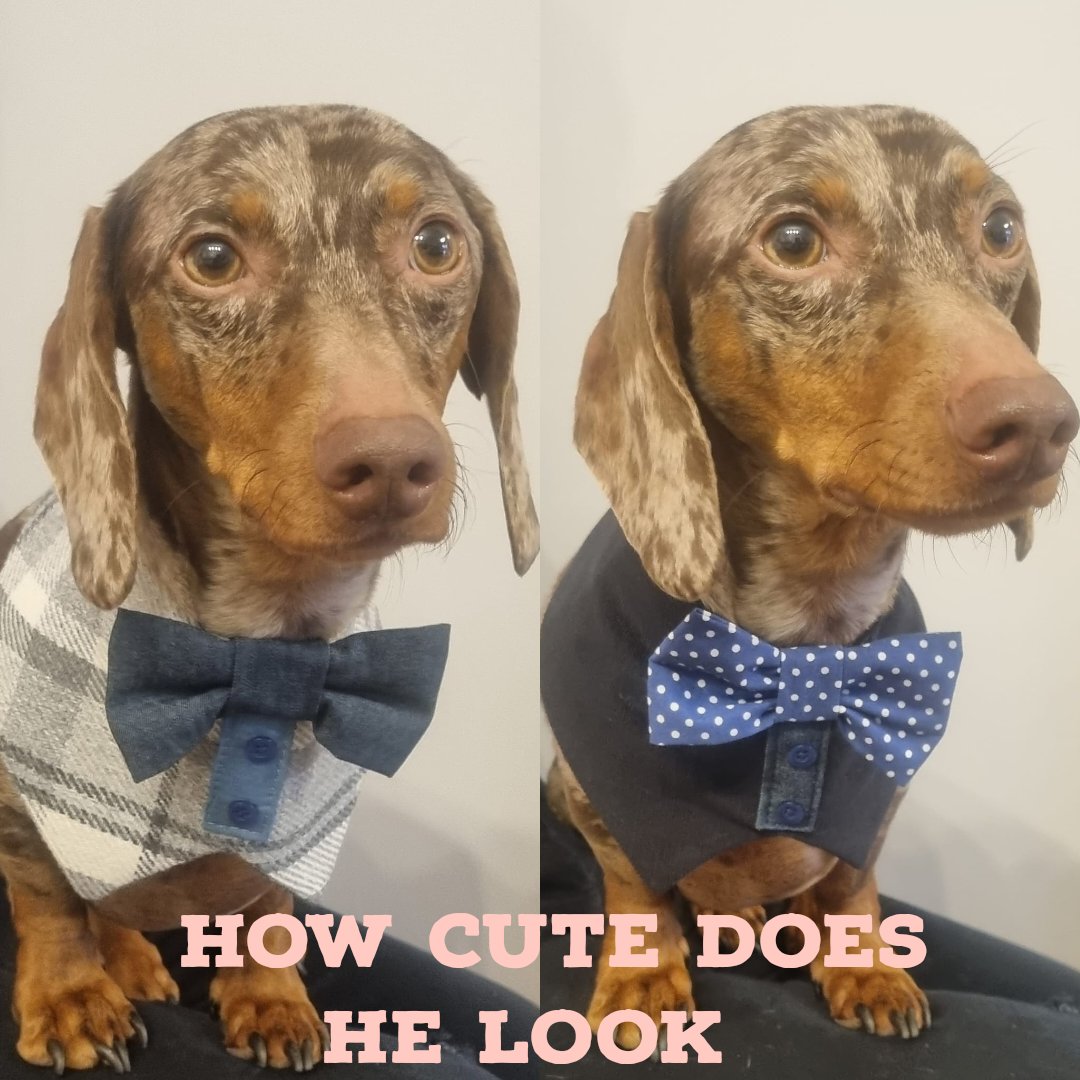 How cute does Ronnie look, now available online at barkers.pet/products.html #dachshund #weddingideas #dogtux #doxie #MHHSBD