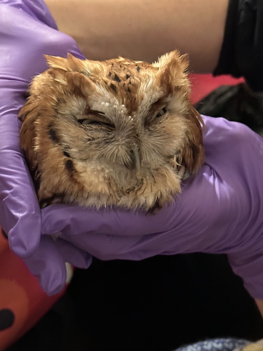 Update 🦉🐥🫶🏽#GoldenBoughWildlife’s, #avian patients. 
#Cardinal prognosis better! The large hematoma appears 2 B UNDER, not ‘the’ eye. As swelling recedes we’ll evaluate sight. #EasternScreechowl still neurologic, but eating! Being treated for rodenticide/trauma/anemia. Hopeful!
