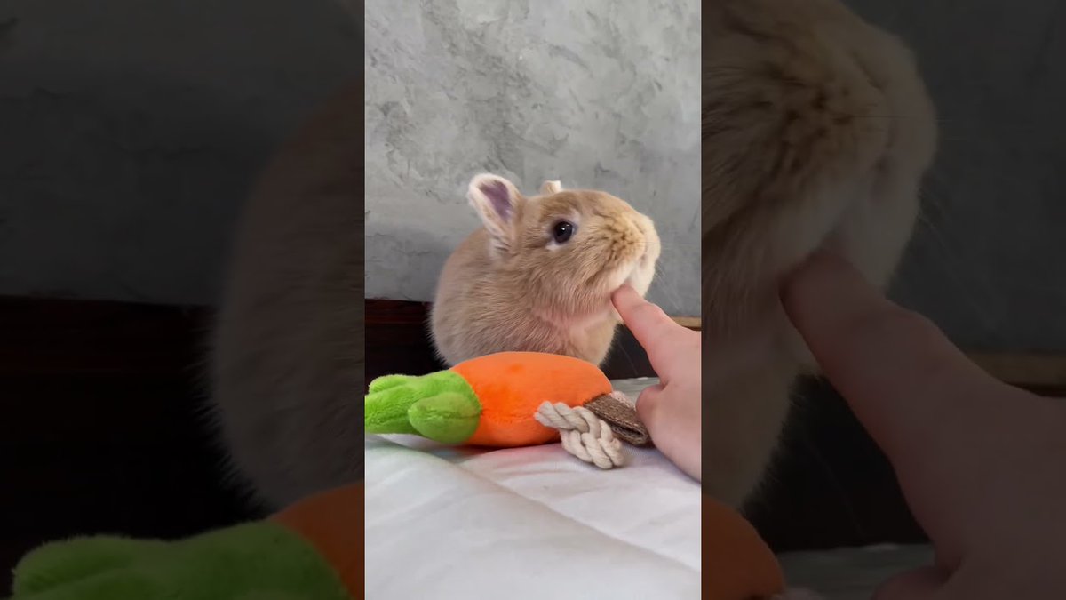 RabbitVideos's tweet image. Baby Bunny Short Video #shorts ...
 
rabbitvideos.com/90632/baby-bun…
 
#AnimalCompilation #AnimalRescue #BabyBunnies #BabyBunny #BabyBunnyShortVideoshortsshortviralyoutubetrendinganimalanimalspetspetcute #BabyRabbit #CuteBabyBunny #CuteBabyRabbit #CuteBunnies #CuteBunny #CuteRabbit