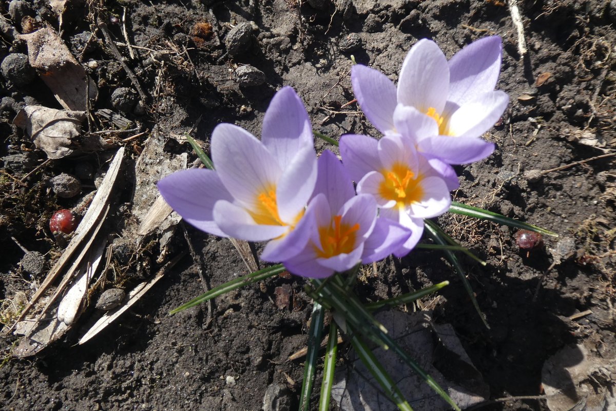 JaniceMcHenry6's tweet photo. Hard to imagine that these were all blooming in February!  Snowdrops, yes, but the others - and so many more have come up!  Sure is great to see spring flowers. https://t.co/uEcu9SwYUp