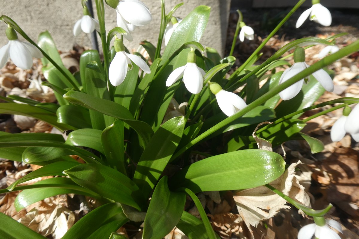 JaniceMcHenry6's tweet photo. Hard to imagine that these were all blooming in February!  Snowdrops, yes, but the others - and so many more have come up!  Sure is great to see spring flowers. https://t.co/uEcu9SwYUp