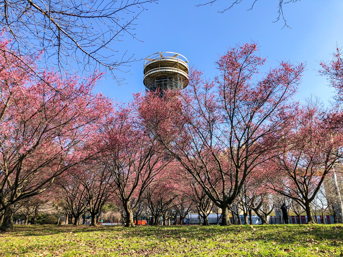 gigi_nyc's tweet image. Peaking soon 🌸🌸🌸
Okame cherry blossoms at Flushing Meadows Park #NYC #SignsofSpringNYC
