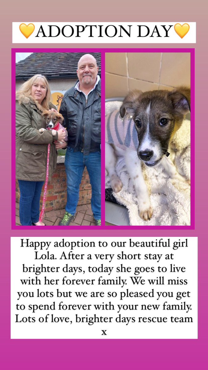 💜💜ADOPTION DAY💜💜 today our Lola gets to go to her forever home. We have loved having you with us but we are excited to follow your new journey. Best wishes, brighter days rescue team xx
