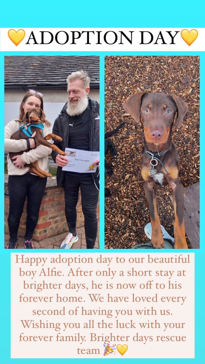 💙💙ADOPTION DAY💙💙 goodbye to our lovely boy Alfie. Good luck with you new family buddy. Best wishes, brighter days rescue team xx