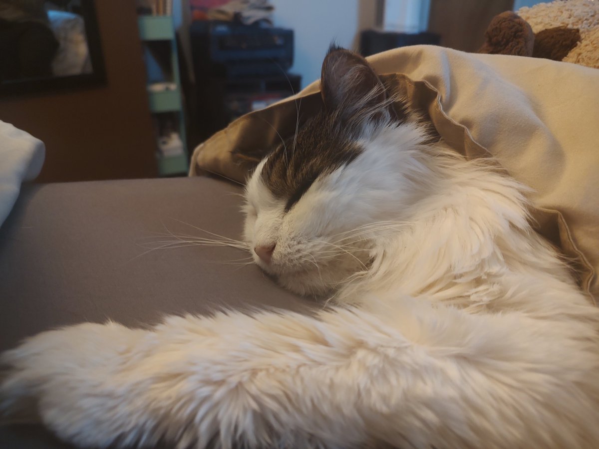 peanutbudderj's tweet photo. It's Sunday, my favorite day of the week 🥰 I get to snuggle with my parents in bed like a lil baby! I sat like a good boy earlier while they trimmed my nails so hopefully I get a lil treat 🤭🧐 #CatsOfTwitter #cute #CatsAreFamily https://t.co/cd51M1D5Fs