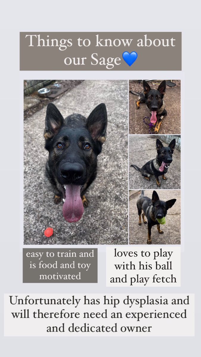 🤞🏻💙Could you give our boy Sage his forever home???? Please contact 07899287632 to book a meet and greet for our boy 💙🤞🏻