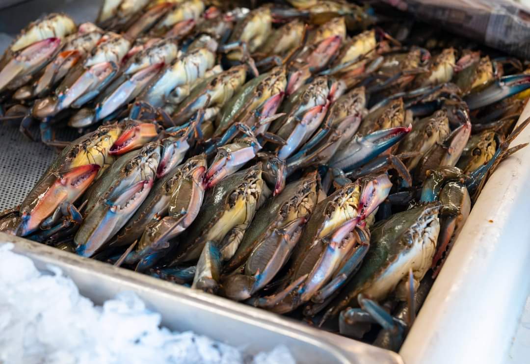 Virginia Seafood Ag Research & Extension Center tweet media