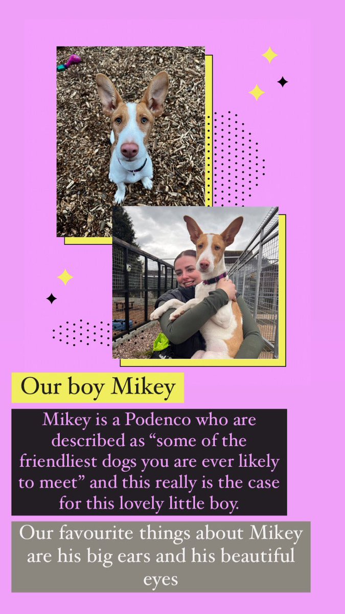 💛💜 our Mikey is still looking for his forever home. How can you resist them ears? Please call 07899287632 to book a meet and greet💜💛