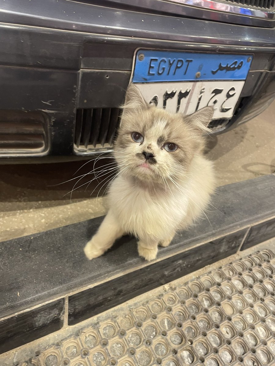 القط الجميل دا موجوده في شارع دوللي عند اي لاڤ فاشون وكانت خايفه اوي وجعانه اول ما حطتلها اكل اكلت ووانا ماشيه فضلت ماشيه ورايا علشان خايفه،هي شكلها تايهه من حد من قريب لانها نضيفه ف ريتويت علشان لو بتاعة حد يلاقيهاا 
#ريتويت #هيلب