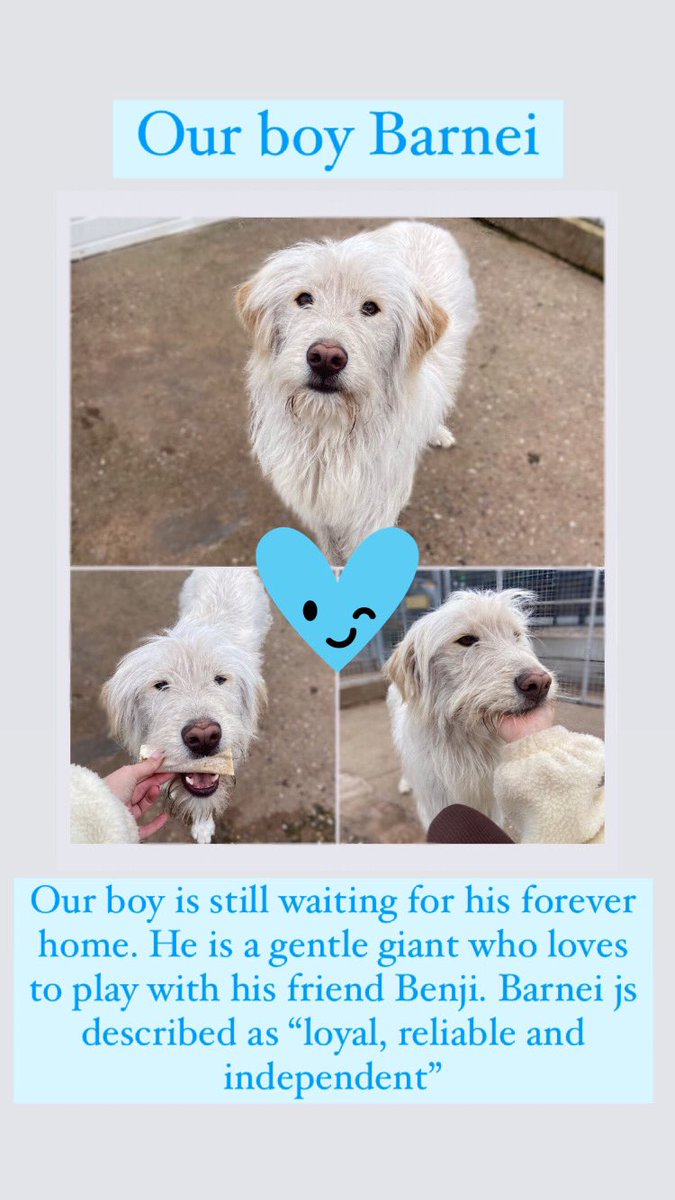 🤍💙our boy Barnei is still looking for his forever home. Could you give our boy a family???? Please call 07899287632 to book a meet and greet💙🤍