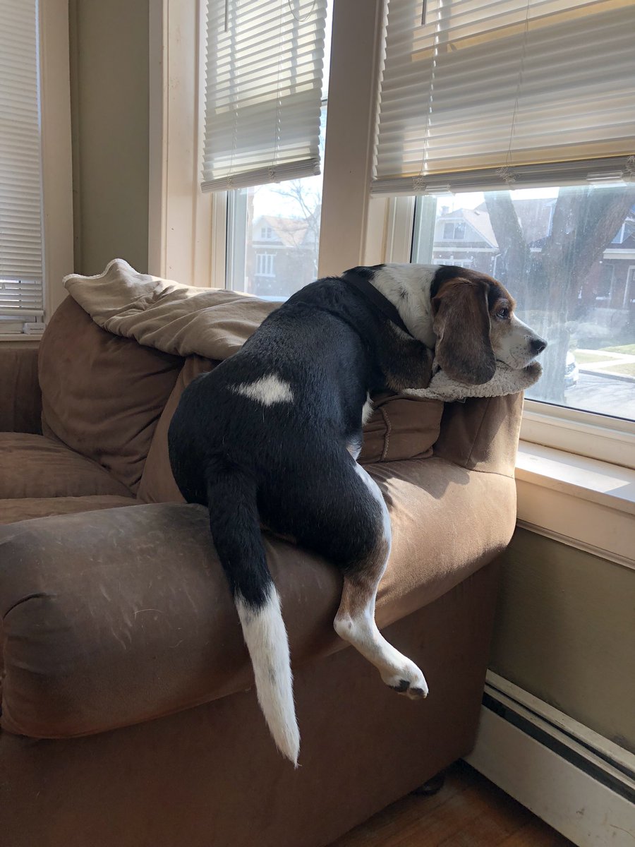 Noreen Sheridan (@sheridan_noreen) on Twitter photo King 👑 of the couch! Or could be Hank’s new Tinder profile!🤣😍 #beagle #beaglefacts <a href="/beaglefacts/">Beagle Facts</a> #mydogisthecutest #DogsofTwittter #pawprints #thatface #beagles #dogbutt #tinder King 👑 of the couch! Or could be Hank’s new Tinder profile!🤣😍 #beagle #beaglefacts <a href="/beaglefacts/">Beagle Facts</a> #mydogisthecutest #DogsofTwittter #pawprints #thatface #beagles #dogbutt #tinder