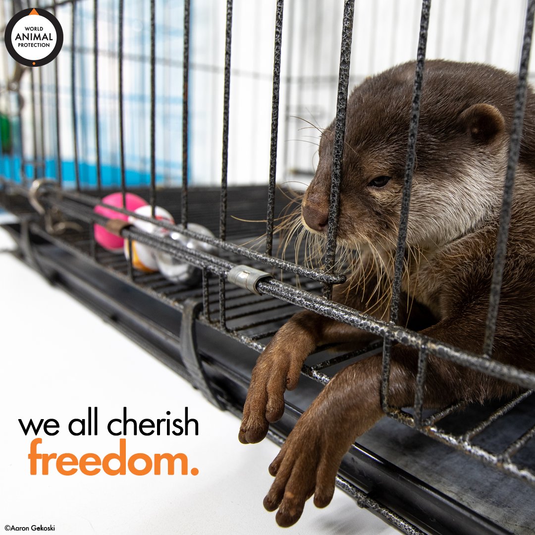 World Animal Protection US (@MoveTheWorldUS) / Twitter World Animal Protection US (@MoveTheWorldUS) / Twitter