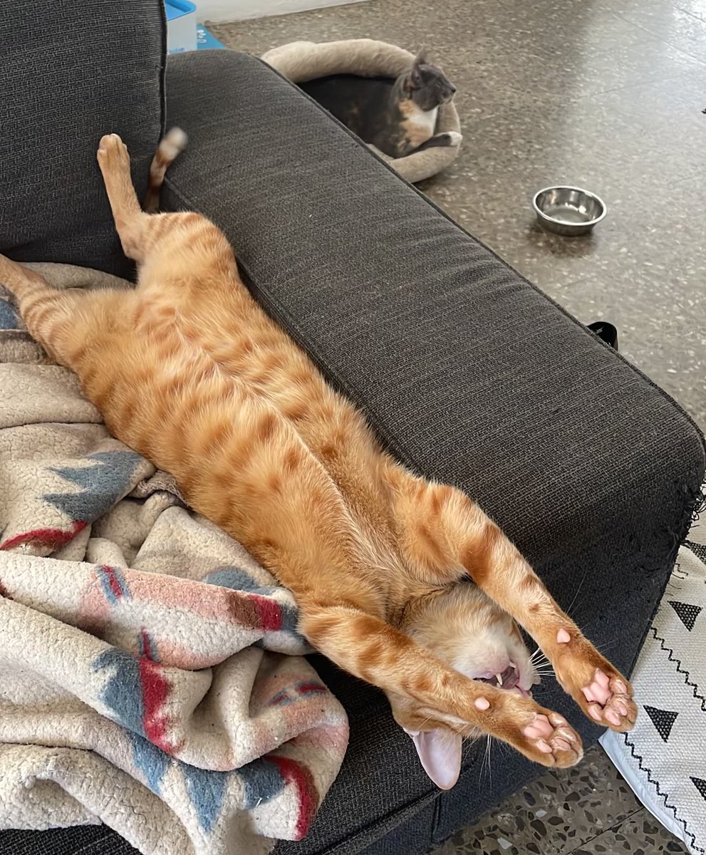 And this is how my cat enjoys to sleep! #cat #CatsOfTwitter